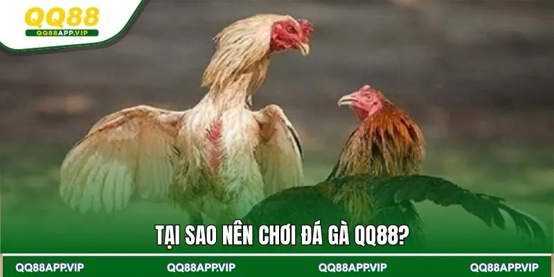 Tại sao nên chơi đá gà QQ88?