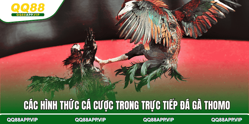 Các hình thức cá cược trong trực tiếp đá gà Thomo