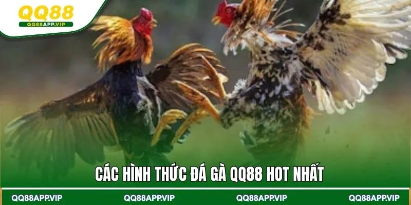 Các hình thức đá gà QQ88 hot nhất