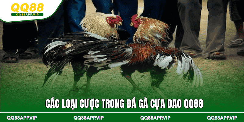 Các loại cược trong đá gà cựa dao QQ88