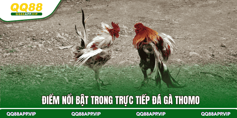Điểm nổi bật trong trực tiếp đá gà Thomo