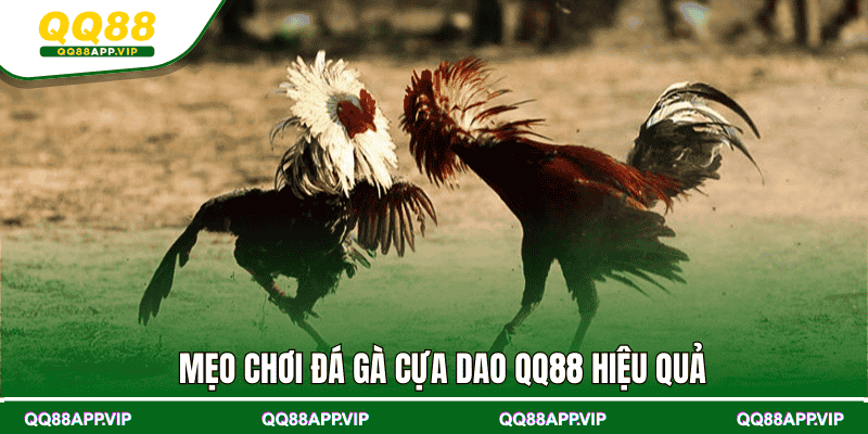 Mẹo chơi đá gà cựa dao QQ88 hiệu quả