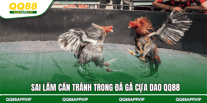 Sai lầm cần tránh trong đá gà cựa dao QQ88