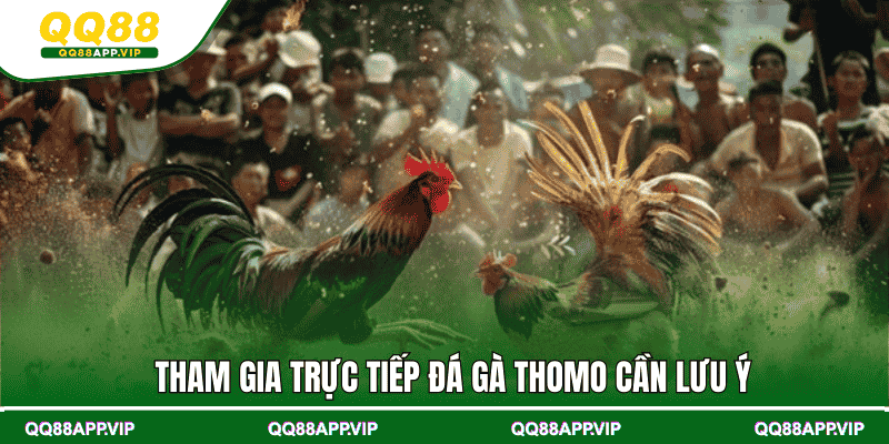 Tham gia trực tiếp đá gà Thomo cần lưu ý
