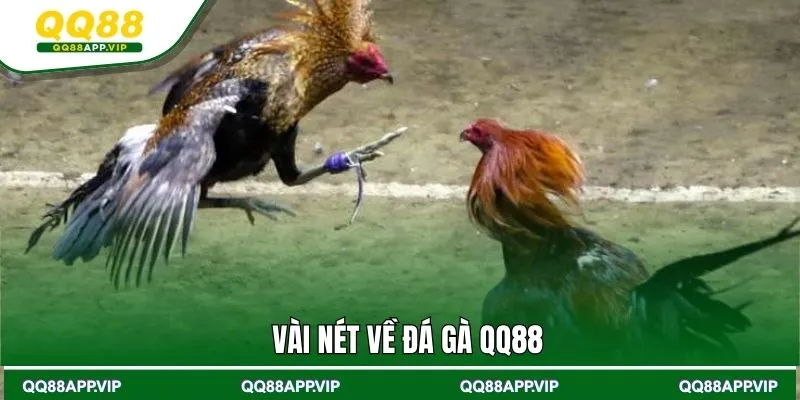 Vài nét về đá gà QQ88
